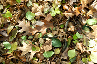 Fall/Winter 2012